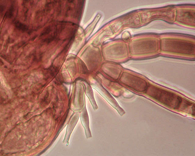 Laboulbenia cristata Thaxt. 1892 resmi