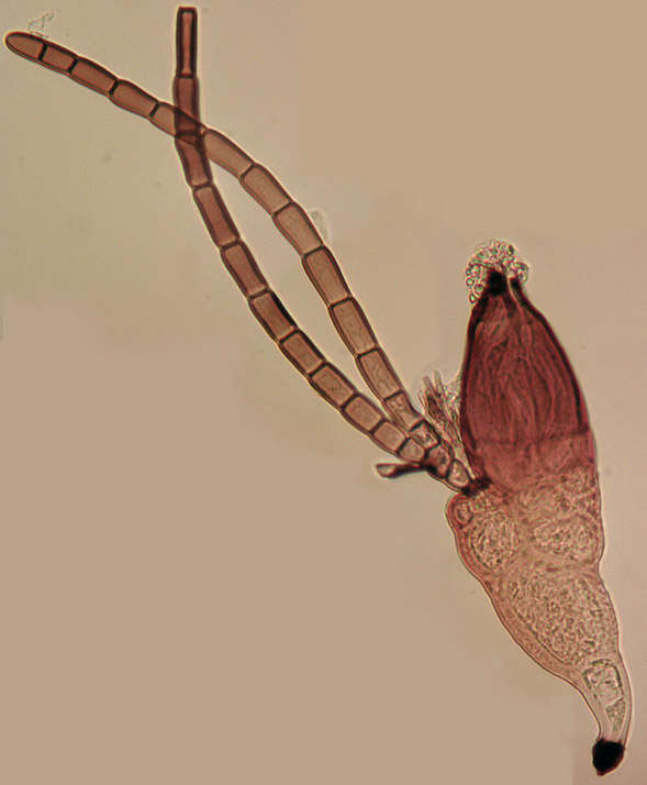 Image of Laboulbenia cristata Thaxt. 1892