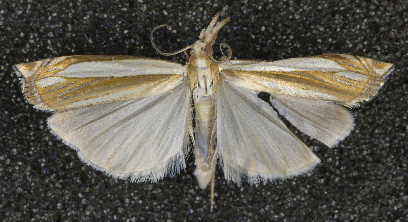 Image of Crambus pascuella Linnaeus 1758