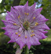 Imagem de Digitalis purpurea L.