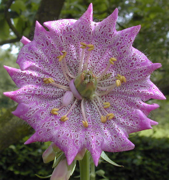 Image of Foxglove