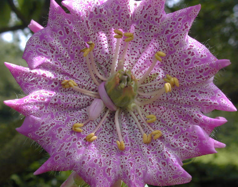 Imagem de Digitalis purpurea L.