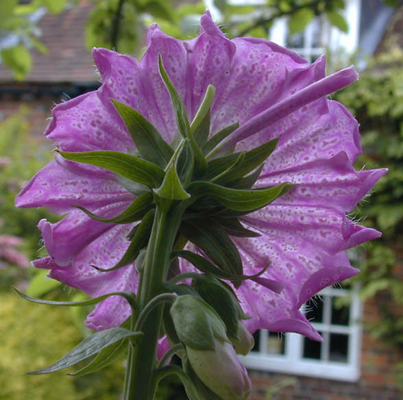 Imagem de Digitalis purpurea L.