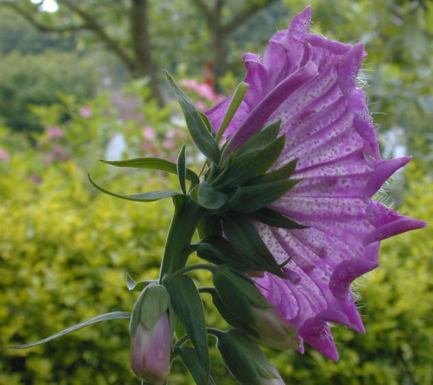 Imagem de Digitalis purpurea L.