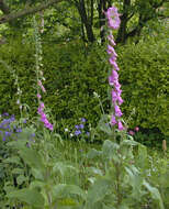 Imagem de Digitalis purpurea L.