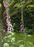 Imagem de Digitalis purpurea L.