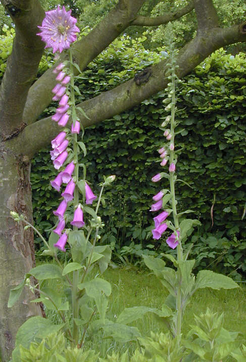 Imagem de Digitalis purpurea L.