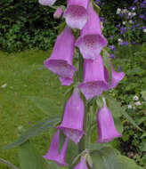 Imagem de Digitalis purpurea L.