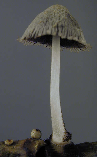 Coprinopsis kubickae (Pilát & Svrček) Redhead, Vilgalys & Moncalvo 2001的圖片