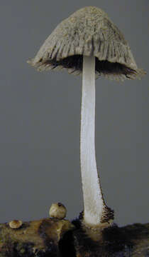 Image of Coprinopsis kubickae (Pilát & Svrček) Redhead, Vilgalys & Moncalvo 2001