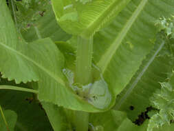 Dipsacus fullonum L.的圖片