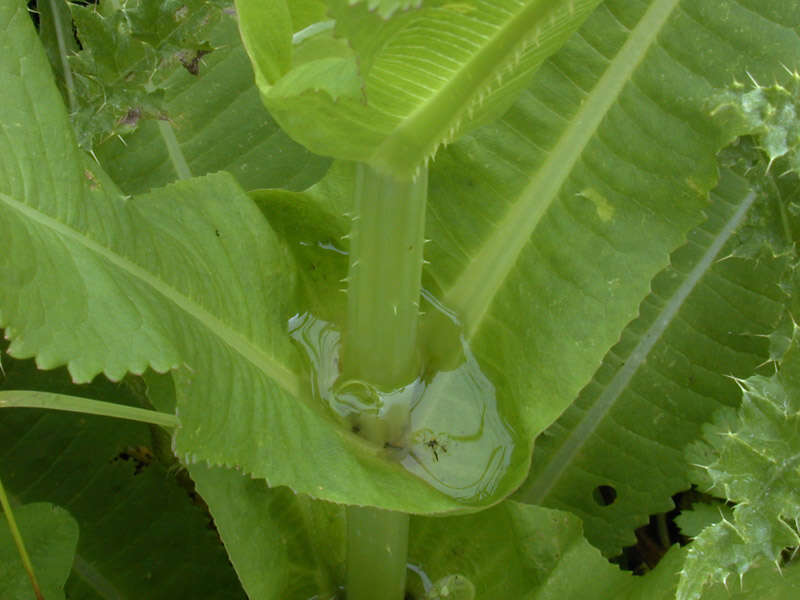 Dipsacus fullonum L.的圖片