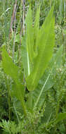 Dipsacus fullonum L.的圖片