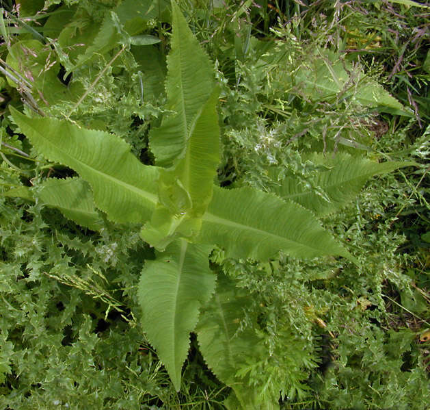 Dipsacus fullonum L.的圖片