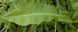 Dipsacus fullonum L.的圖片