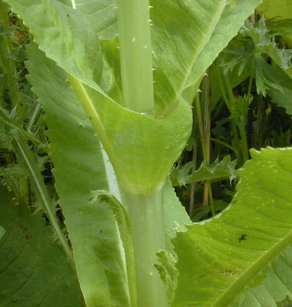 Dipsacus fullonum L.的圖片