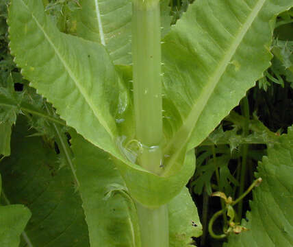 Image of Fuller's teasel