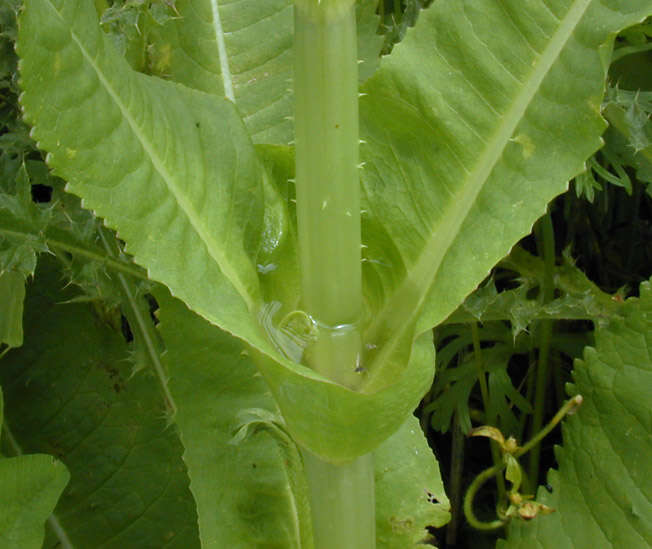 Dipsacus fullonum L.的圖片