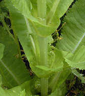 Dipsacus fullonum L.的圖片