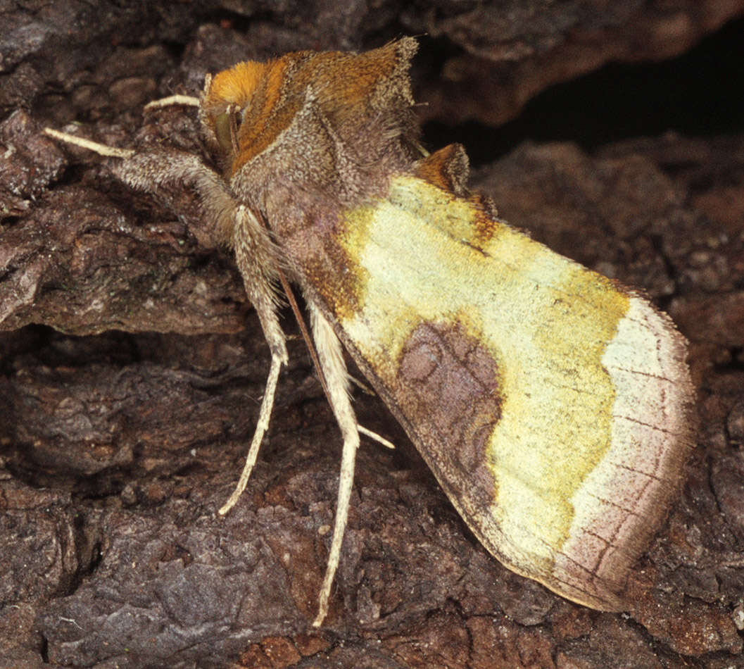 Image of burnished brass