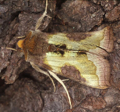 Image of burnished brass