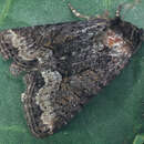Image of Marbled Minor