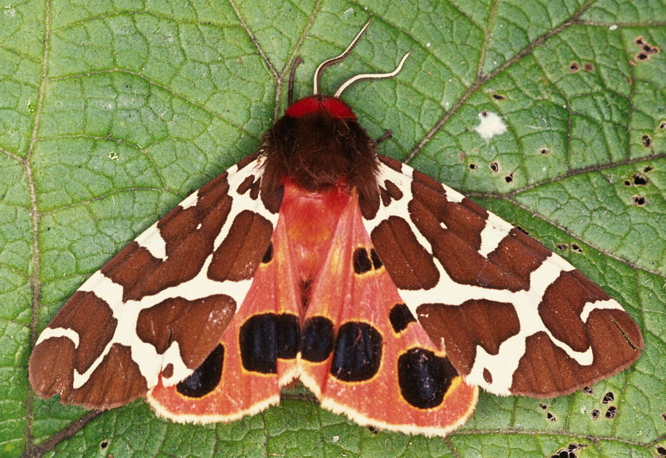 Image of garden tiger