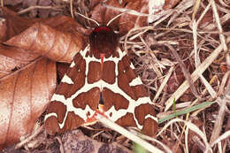 Image of garden tiger