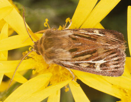 Image of Cerapteryx