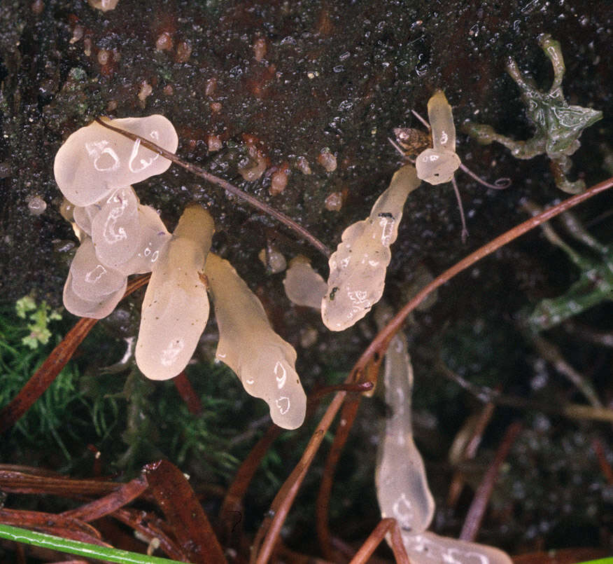 Image of Calocera pallidospathulata D. A. Reid 1974