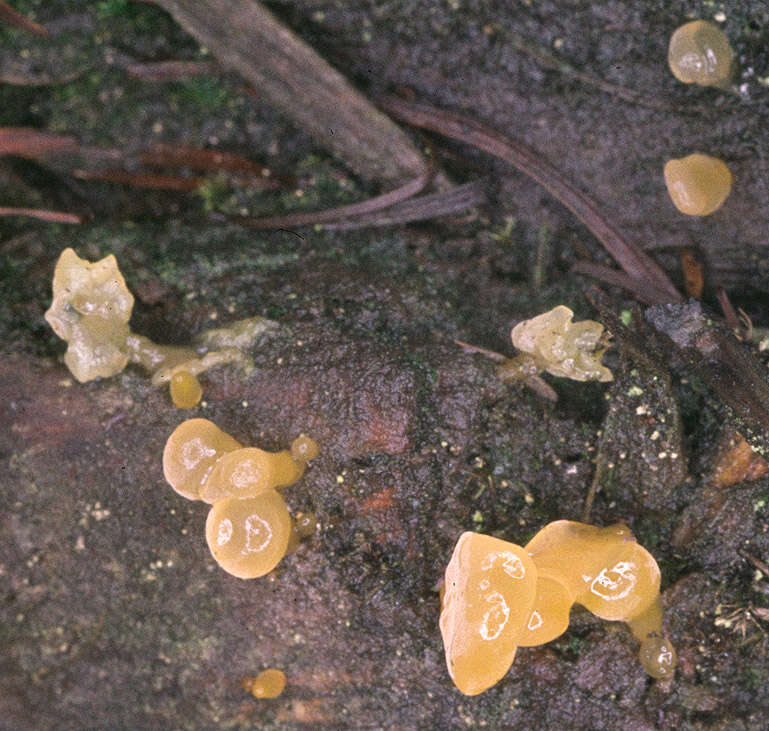 Image of Calocera pallidospathulata D. A. Reid 1974