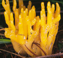 Imagem de Calocera viscosa (Pers.) Fr. 1821