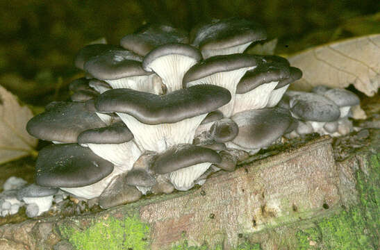 Image of Pleurotus ostreatus (Jacq.) P. Kumm. 1871