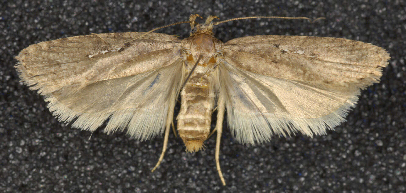 Image of Agonopterix heracliana Linnaeus 1758