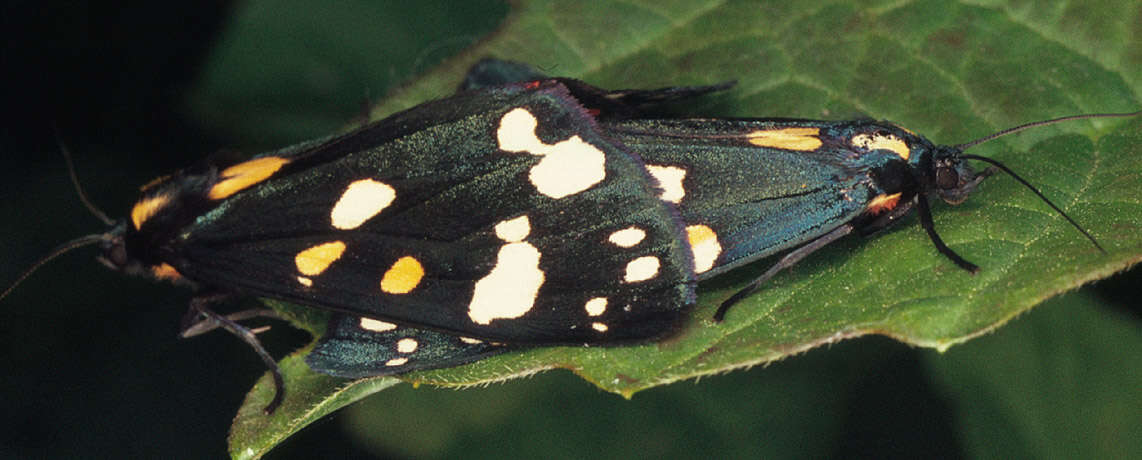 Image of Callimorpha Latreille 1809