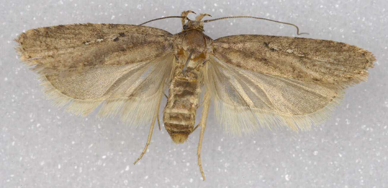 Image of Agonopterix heracliana Linnaeus 1758