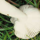 Image of Russula betularum Hora 1960