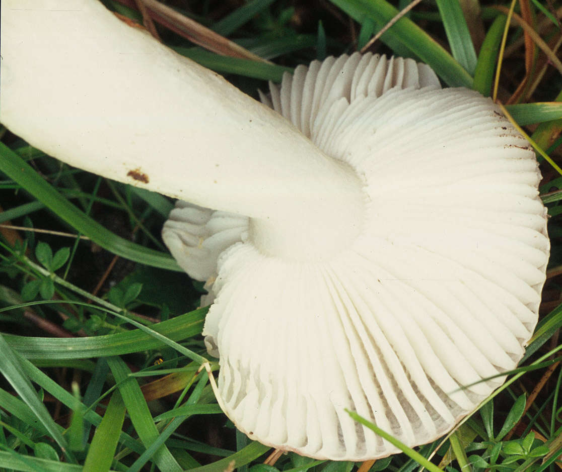 Image of Russula betularum Hora 1960