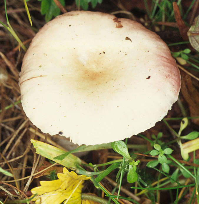 Image of Russula betularum Hora 1960