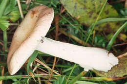 Image of Russula betularum Hora 1960