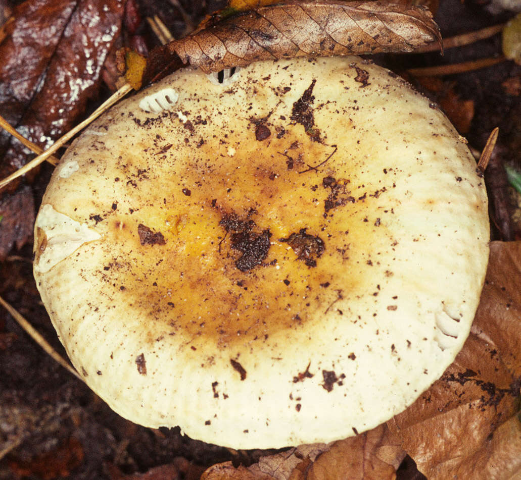 Image of Russula fellea (Fr.) Fr. 1838