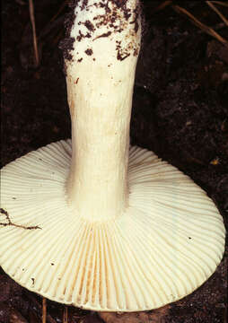 Image of Russula fellea (Fr.) Fr. 1838