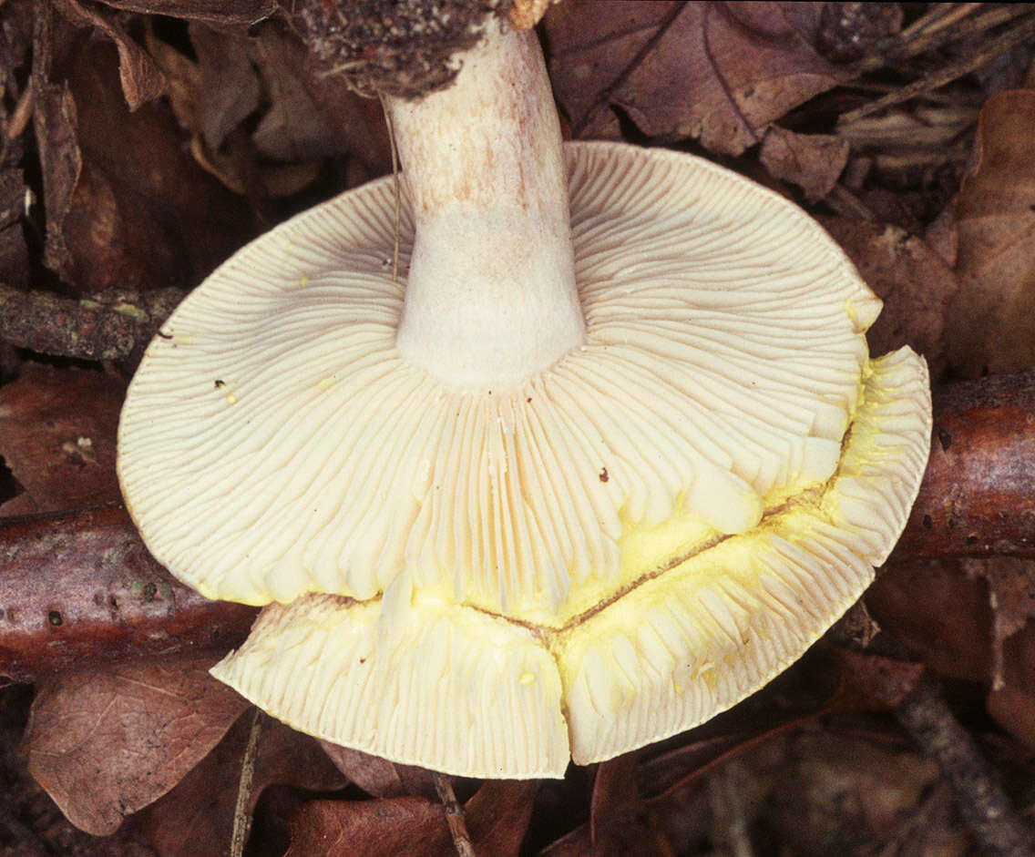 Image of Lactarius chrysorrheus Fr. 1838