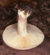 Image of Lactarius chrysorrheus Fr. 1838