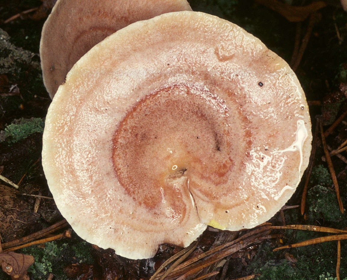 Image of Lactarius chrysorrheus Fr. 1838