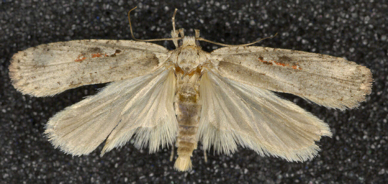 Image of Agonopterix ocellana Fabricius 1775