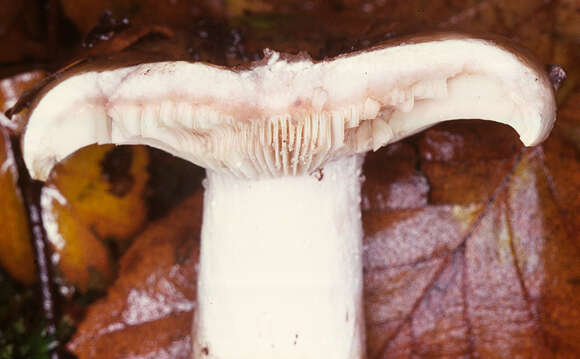 Image of Russula densifolia Secr. ex Gillet 1876