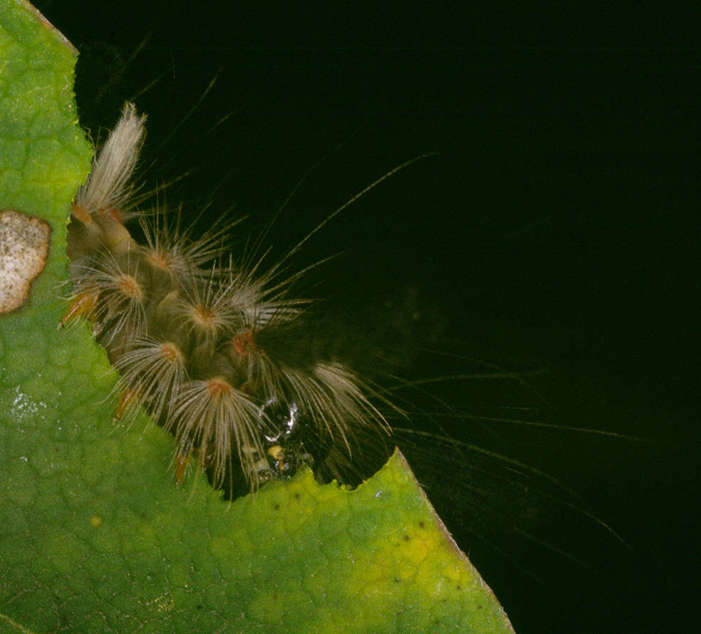 Слика од Orgyia antiqua Linnaeus 1758