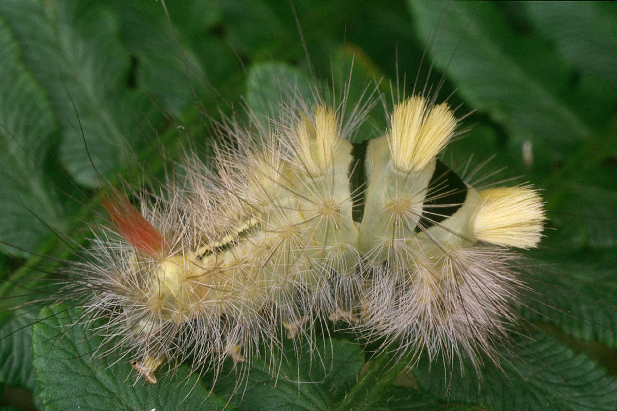 Слика од Calliteara pudibunda Linnaeus 1758