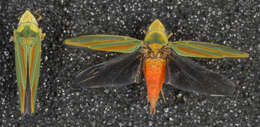 Image de Cicadelle du rhododendron